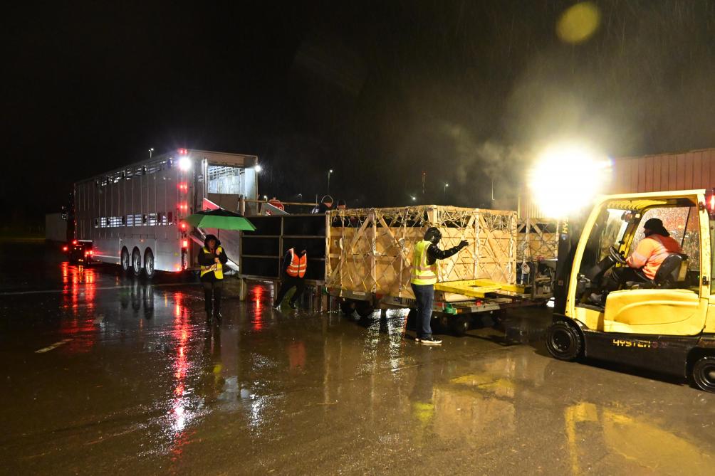 Le déchargement commence. Les vaches sortent du camion en empruntant la rampe de déchargement et montent dans les cages. Celles-ci sont maintenues avec un clark pour éviter qu’elles ne bougent.