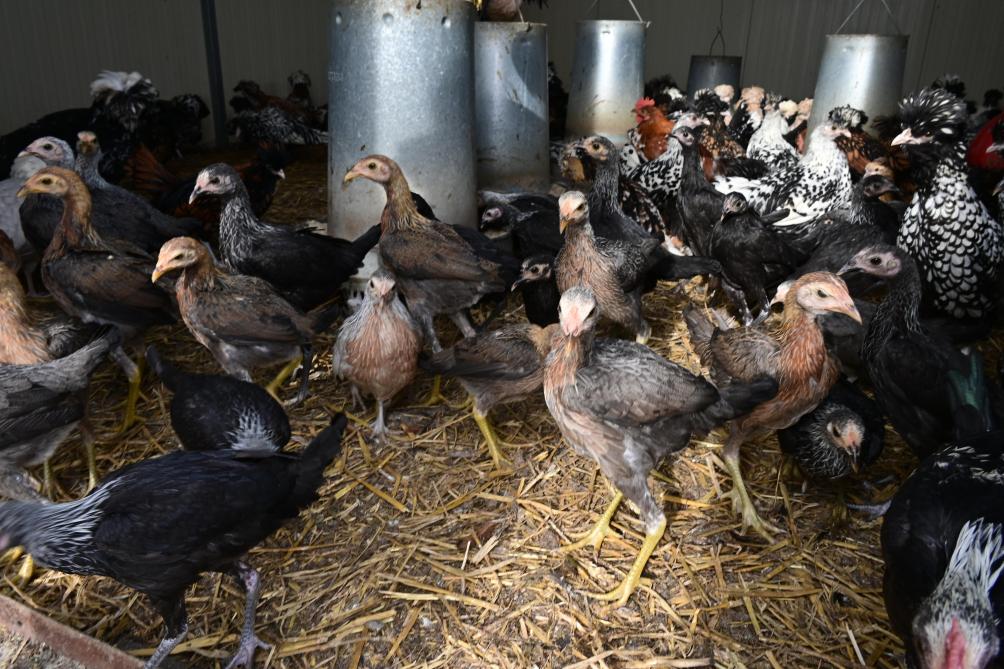 La race Combattant anglais moderne nain, de drôles de petites poules pas du tout farouches…