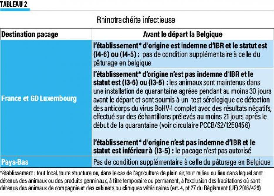 12-Rhinotrachéite infectieuse-web(1)