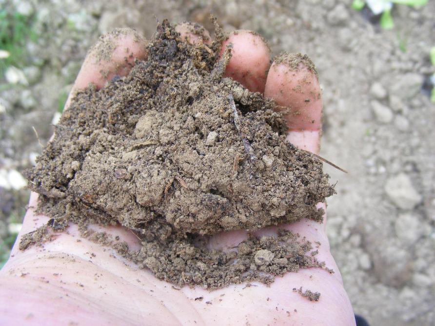 La terre reste grumeleuse même sous la pression de la main. Nous pouvons la travailler sans risquer de la  compacter en chassant l