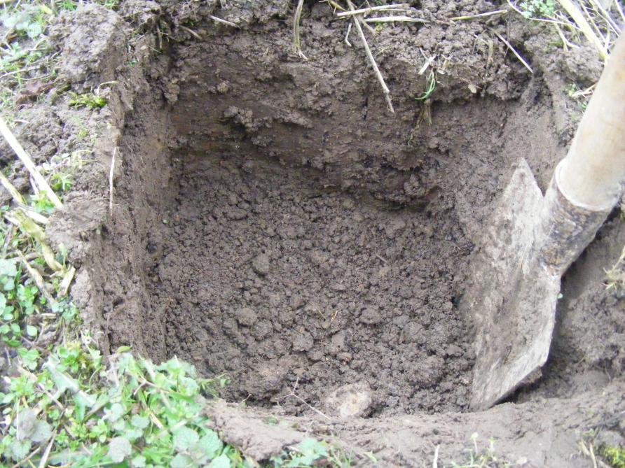 Pour bien observer la porosité du sol, nous creusons une cavité d’une trentaine de centimètres de côté et apprécions sa porosité et sa compaction. C’est sur cette base que nous déciderons du type de technique que nous emploierons avant le printemps. Sur cette photo, le sol est parfaitement ameubli, le jardinier ne marche jamais sur les bandes de cultures, il reste sur les sentiers. Un simple travail de surface suffit pour préparer le lit de semis.