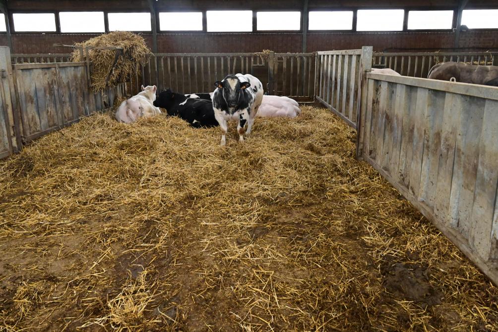 A Ath, les animaux sont nourris avec du concentré et de la paille à volonté.  Des tests ont aussi été réalisés sur d’autres sites où les bovins reçoivent des rations humides.