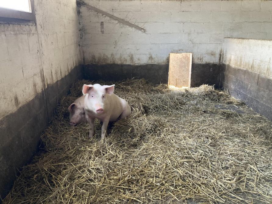 Une vingtaine de cochons sont engraissés à la ferme en valorisant le petit lait de la fromagerie.