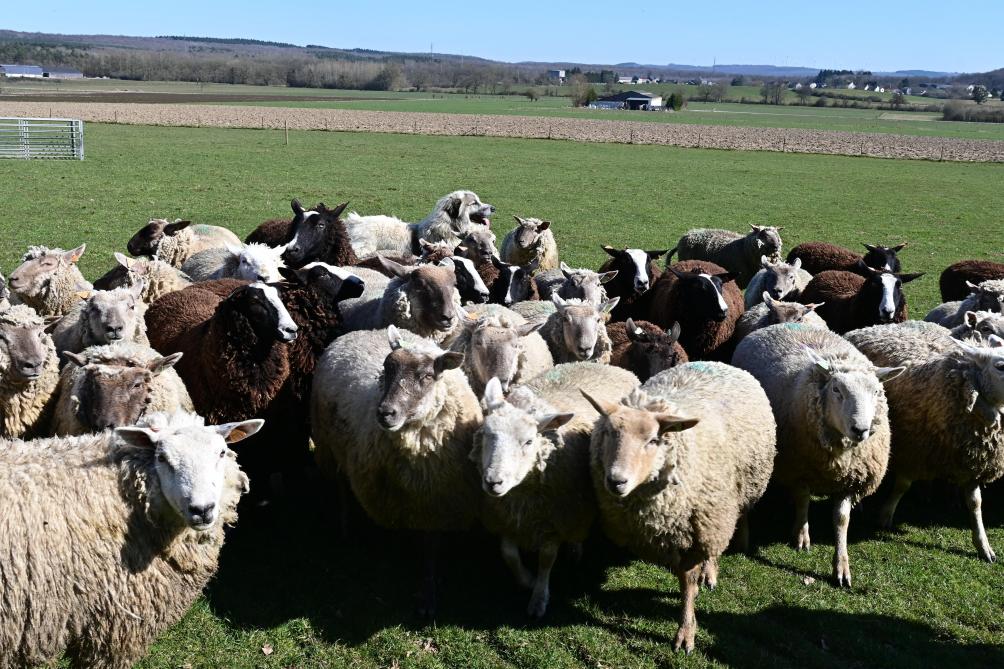 Soon, le chien de protection, se fond parmi le troupeau de moutons.