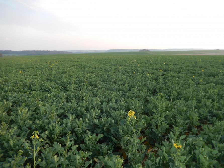 Les plantes de colza d’hiver «pièges à méligèthes» sontplus précoces à la floraisonet sontajoutées lors du semis de l’automne dans le but d’attirer les méligèthes dans les fleurs déjà ouvertes.