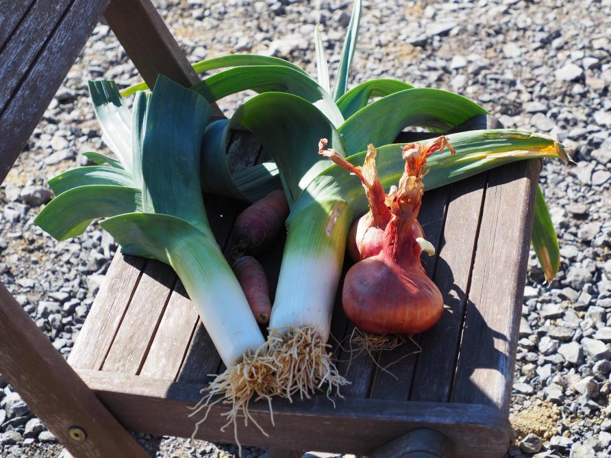 La carotte rouge sang, l’ oignon rouge de Huy et le poireau géant des Vennes sont les légumes phares du collectif.