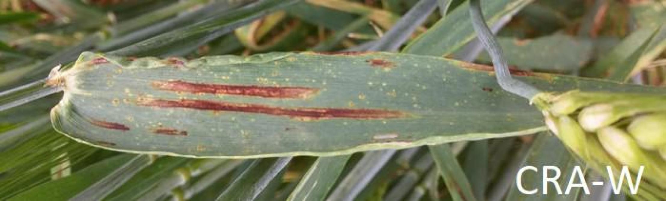Les symptômes de l’helminthosporiose apparaissent sous forme de nécroses brun foncé entourées d