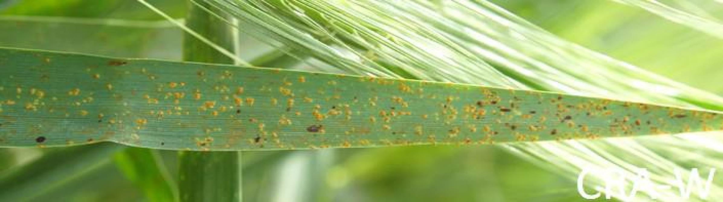 Les pustules orangées de la rouille naine sont isolées et disposées aléatoirement sur le limbe foliaire. Ces pustules contiennent une poudre brun-orangé composée de spores facilement dispersées par le vent. Cette maladie ne forme pas de foyers au niveau de la parcelle et se retrouve partout dans le champ infecté. Elle ne devient vraiment problématique qu’après le déploiement de la dernière feuille. Sa propagation ralentit lorsque les températures excèdent 25°C, mais elle peut persister jusqu