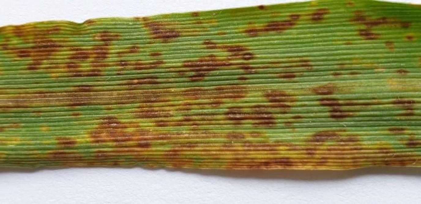 La plupart des variétés d’orge actuelles résistent bien à l’oïdium. Certaines cependant génèrent des taches en se défendant contre la maladie (oxydative burst). Ce sont des spots bruns au sein desquels un mycélium blanc (début d’infection de l’oïdium) est visible.