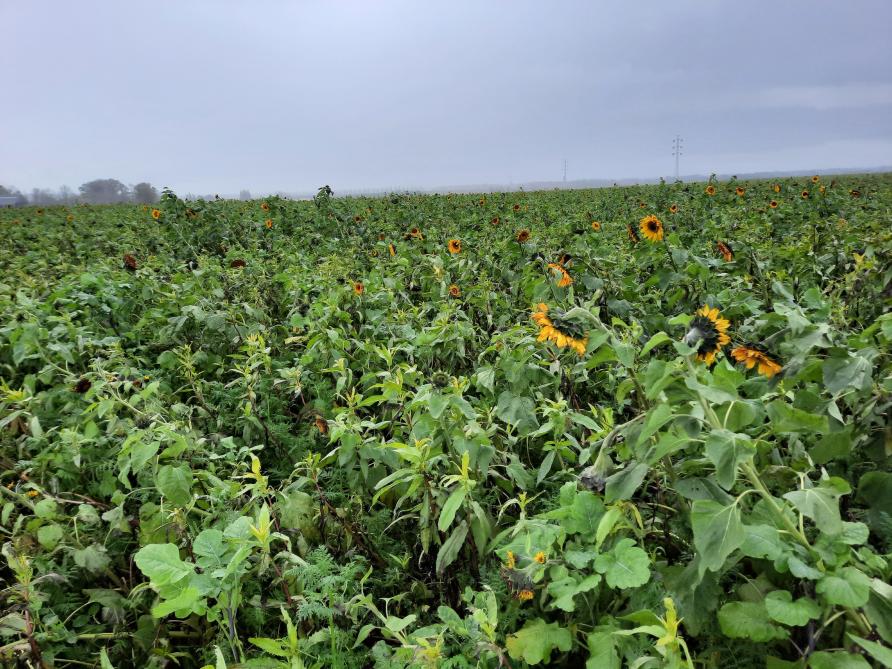 Phacélie, niger, moutarde d’Abyssinie, pois fourrager, féverole, vesce, tournesol… L’agriculteur n’hésite pas à diversifier les espèces pour combiner différents types de racines et optimiser la fixation de l’azote.