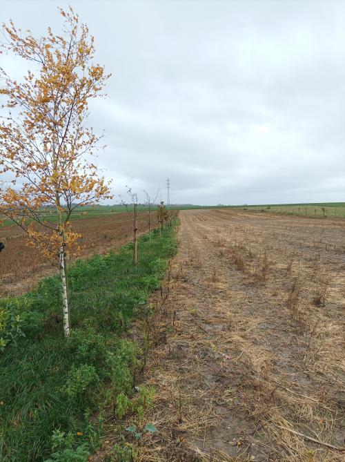 M. Hayois a implanté une parcelle agroforestière diversifiée, comprenant érables, bouleaux, châtaigniers, noyers, merisiers, chênes pédonculés, tilleuls et sorbiers.