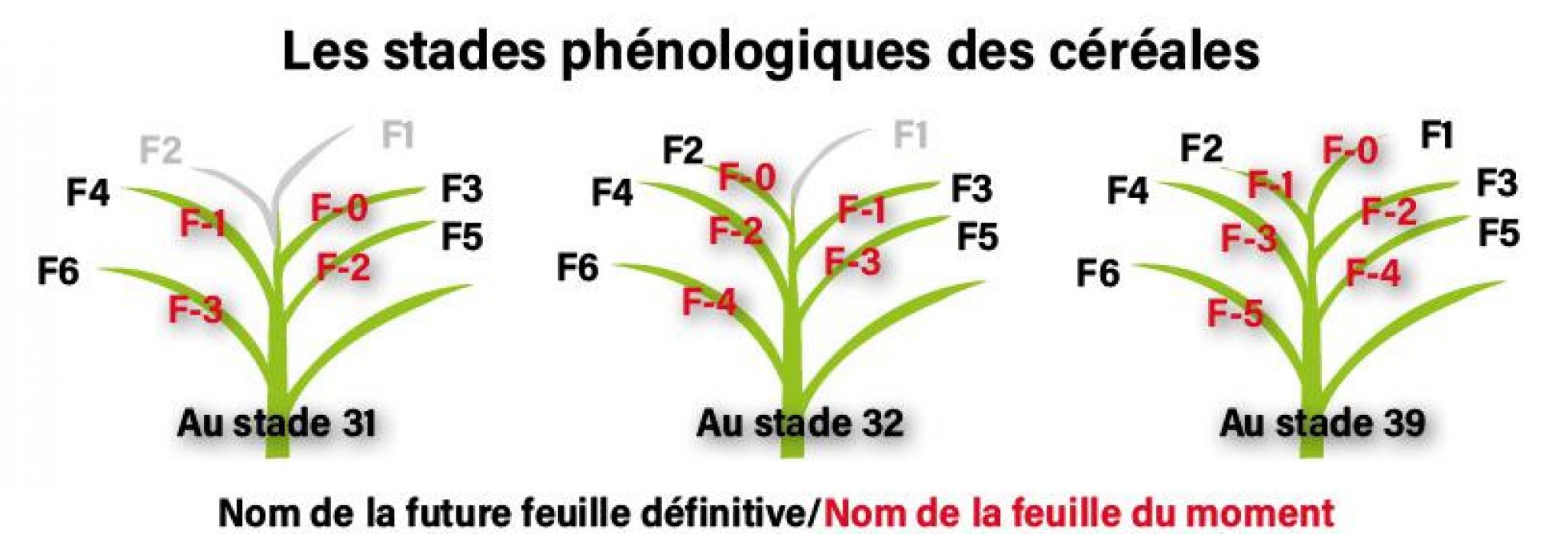 Figure 1 : Stades phénologiques des céréales. En vert, les feuilles visibles ; en gris, les feuilles à venir.
