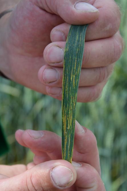 La rouille jaune apparaît dans les champs sous forme de foyers ou plages de plantes jaunes. Les feuilles atteintes présentent des pustules jaunes alignées le long des nervures. Cette distribution des taches en stries la  distingue de la rouille brune.