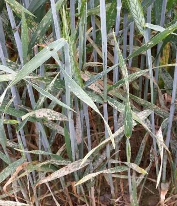 L’oïdium se distingue par la présence d’un duvet blanc cotonneux qui apparaît principalement sur la face  supérieure des feuilles. Au fil du temps, le feutrage peut prendre une teinte brune ou grise et des petites ponctuations noires peuvent apparaître. Après une pluie, les traces de l’attaque restent visibles sous forme de taches chlorotiques.