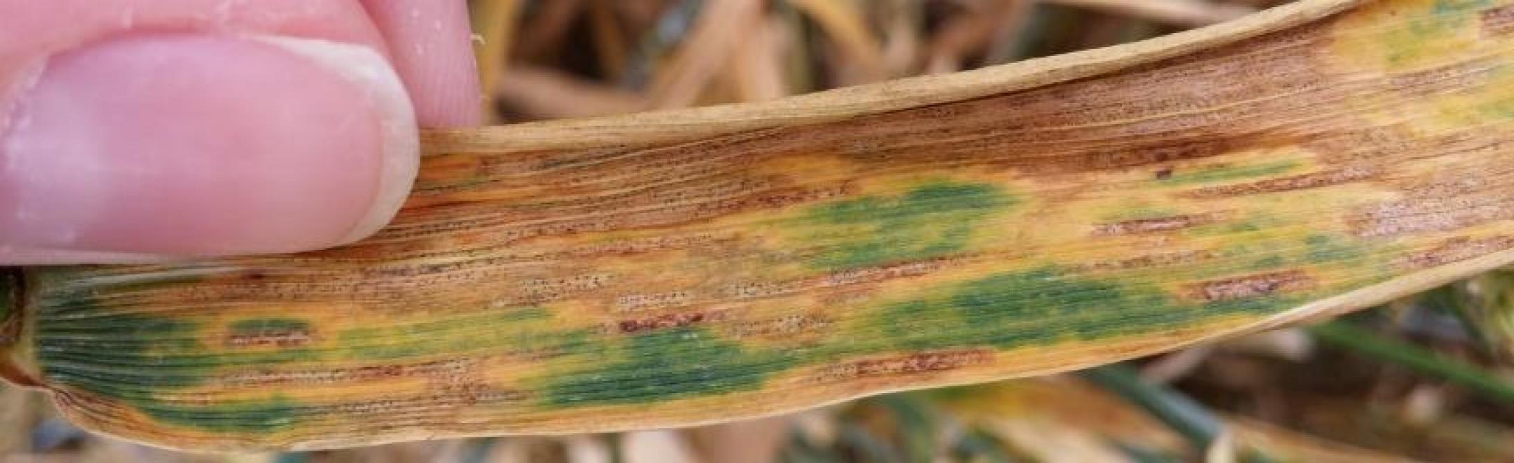La septoriose provoque des taches nécrotiques de couleur brun clair caractérisées par la présence de points noirs (pycnides) à l’intérieur de ces nécroses.  La maladie se propage par les éclaboussures de pluie ainsi que par dissémination aérienne des spores.