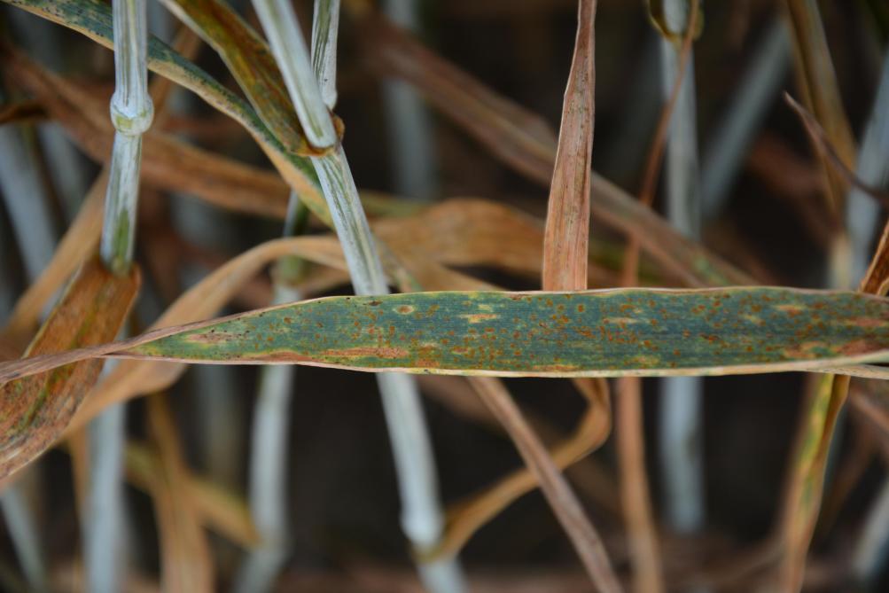 La rouille brune s’exprime sous forme de pustules mais de couleur orange à brune, dispersées sur toute la feuille. Les plantes infectées se répartissent de manière homogène dans le champ. Les épidémies de rouille brune ne débutent généralement pas avant le stade dernière feuille déployée (BBCH 39) car le champignon responsable nécessite des températures plus élevées que  celles favorisant la rouille jaune.
