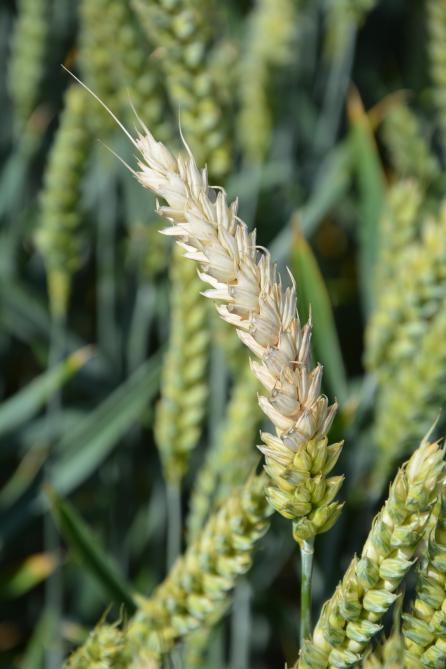 Le contrôle de la fusariose passe avant tout  par des moyens prophylactiques qui sont  principalement basés sur l’utilisation de variétés  moins sensibles et sur la qualité du labour.