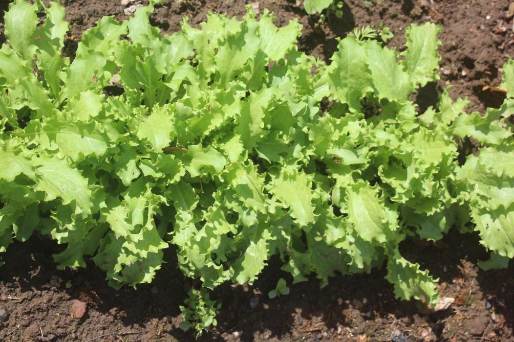 Semons de petites surfaces de nos légumes à intervalles de 2 à 3 semaines  pour étaler la production dans le temps.