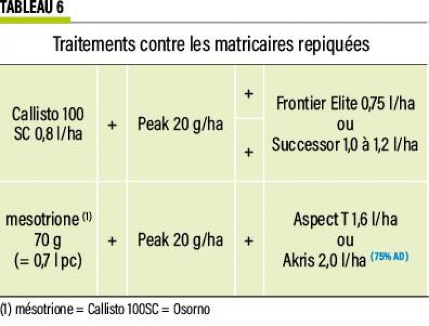16-MAIS-matricaire-06-web