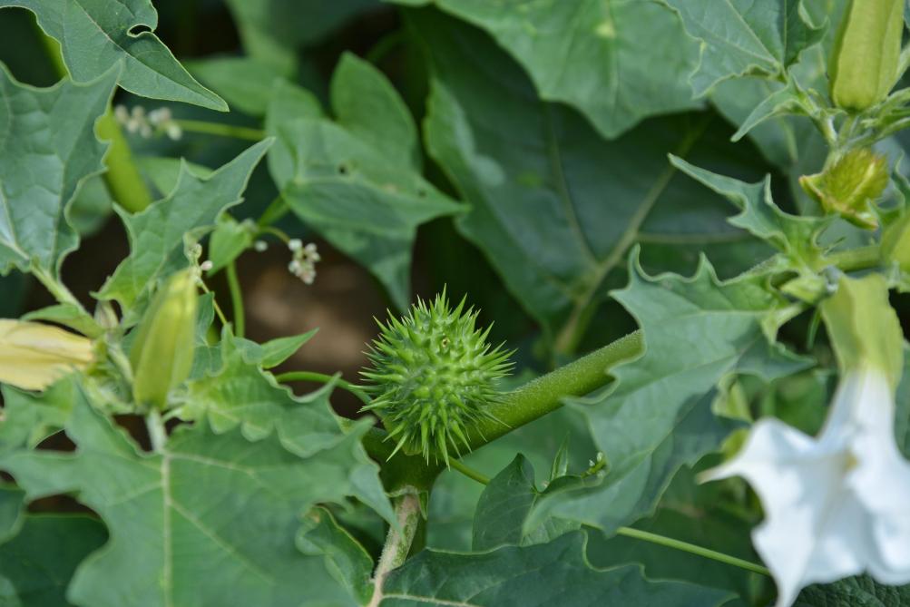 La bogue épineuse du datura est constituée de plusieurs centaines de graines, qu’il ne faut absolument  pas disperser !
