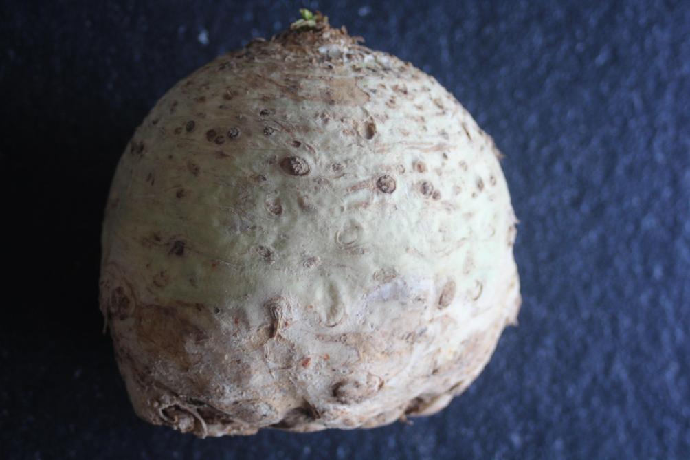 Les variétés arrondies et dont l'enracinement est bien compacté sous la plante permettent de sérieux gains de temps lors du parage après la récolte.