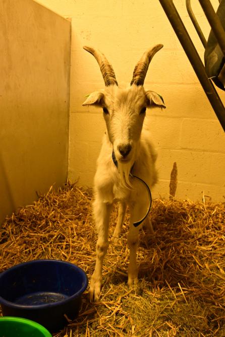 Les petits ruminants sont en augmentation  dans cet hôpital.