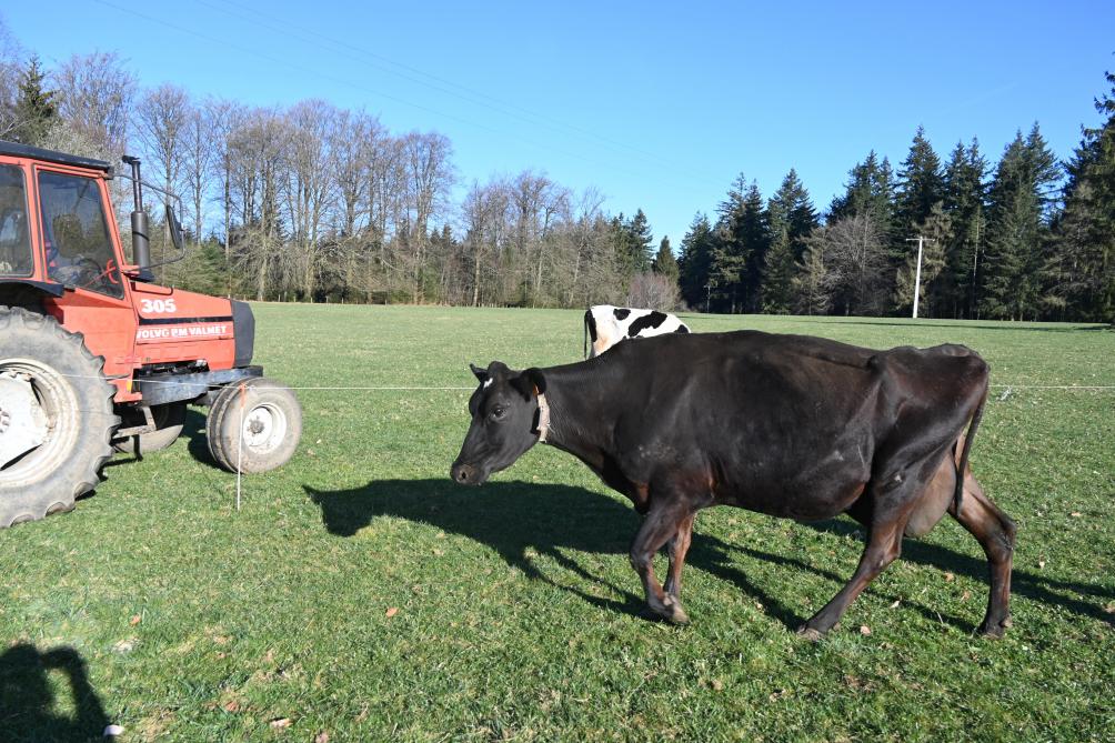 Des croisées Jersey-Holstein sont venues compléter  le troupeau.