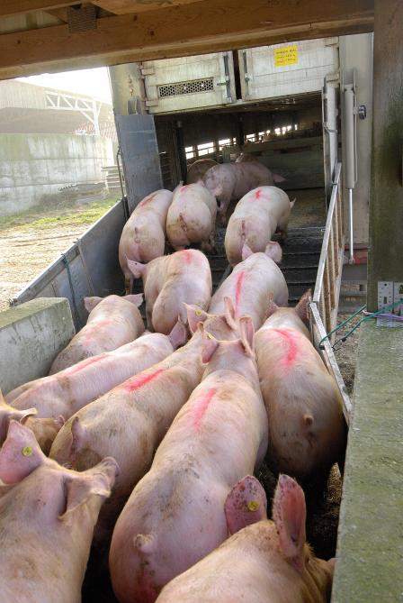 Une étude présentée par l’Institut français du porc (Ifip) évalue le surcoût lié aux nouvelles mesures à environ 7€/porc.