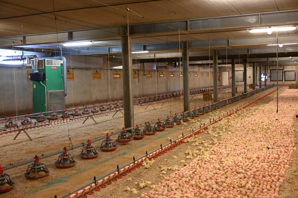 L’éclosion des poussins à la ferme leur donne directement accès à l’eau et à la nourriture.