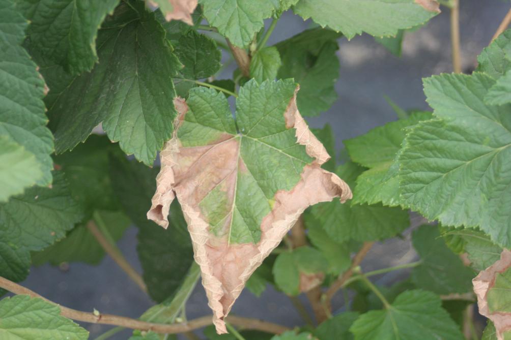 Le déficit hydrique peut provoquer des chloroses  et des nécroses marginales ou plus généralisées  des feuilles. Ce déficit peut être dû au manque d