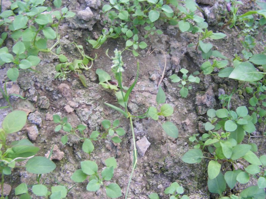 Ce sol a été laissé au repos, nous voyons que les herbes sauvages peinent à se développer. Un dépôt blanc apparaît en surface de sol laissant supposer que l