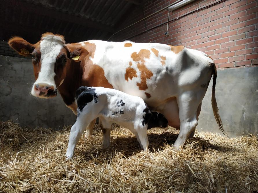 L’Efsa recommande de laisser les veaux avec leur mère pendant au moins un jour et au maximum  quatre jours avant de les séparer.