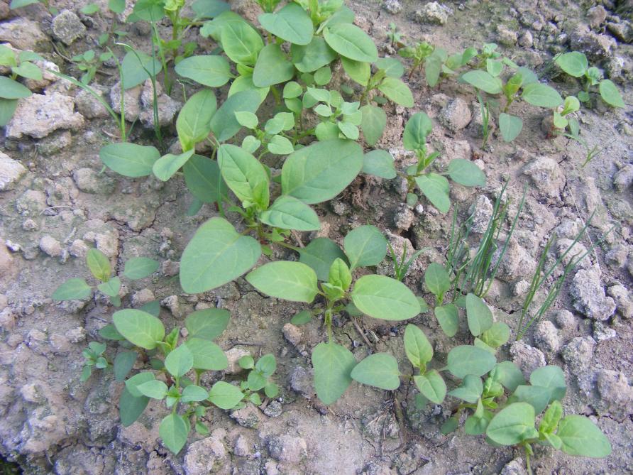 Les plantes  adventices sont  de redoutables concurrentes des légumes vis-à-vis de l