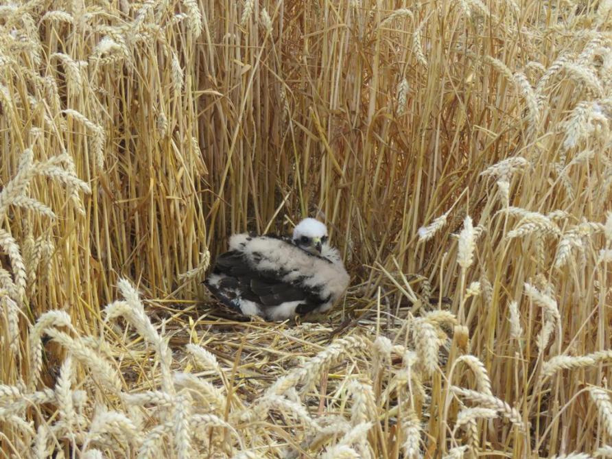Le busard a pour particularité de construire son nid au sol, dans les champs de céréales. Lors de la moisson, les nids sont souvent détruits. Mais depuis quelques années, grâce à un plan d’action et à l’implication d’agriculteurs, l’espèce reprend vie dans nos plaines agricoles.