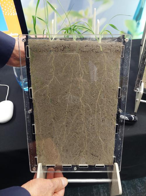 Durant les essais, les racines des plants  de froment traités avec Vixeran ont colonisé  une plus grande surface du sol.