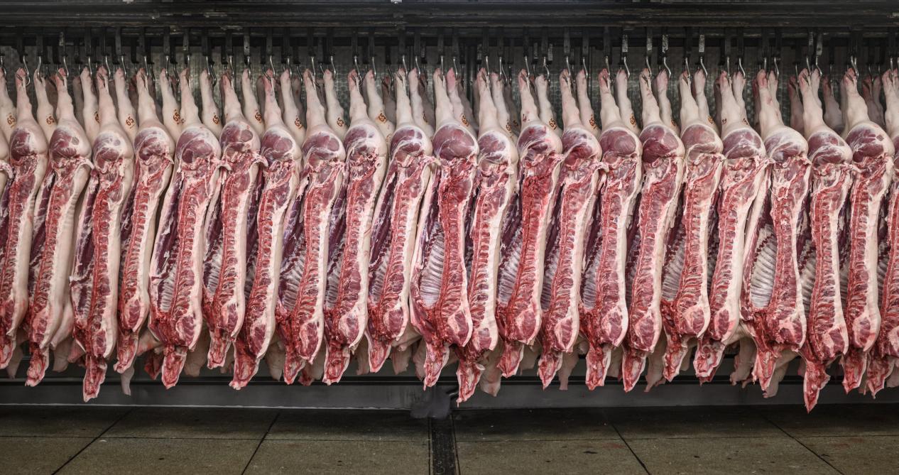 Westvlees a intégré l’IA dès l’arrivée des animaux sur le site, jusqu’à leur abattage.