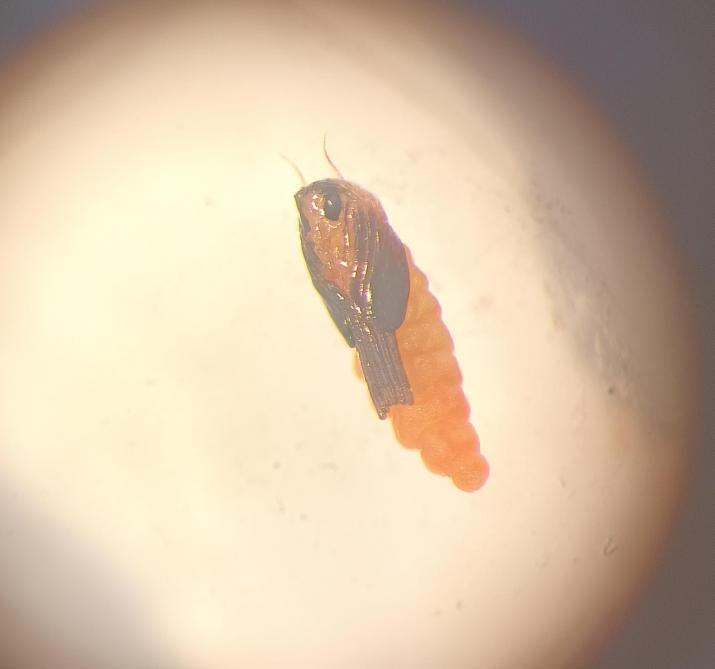 Durant la pupaison, la larve subit de nombreuses  modifications morphologiques et physiologiques, devient une pupe et se transforme petit à petit en adulte.