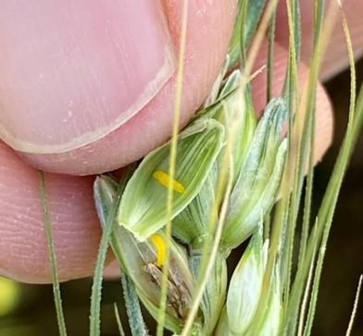 Après l’éclosion des œufs, la larve rentre dans le grain en formation, s’en nourrit et atteint sa taille maximale vers la fin du mois de juin. Elle a ensuite besoin d’une pluie pour se laisser tomber au sol et s’enfouir sous la terre.