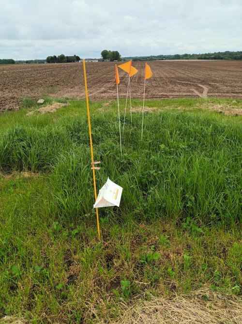 L’installation de pièges à phéromone dans les champs a été le point de départ de l’observation de la cécidomyie orange et a permis de suivre les émergences.