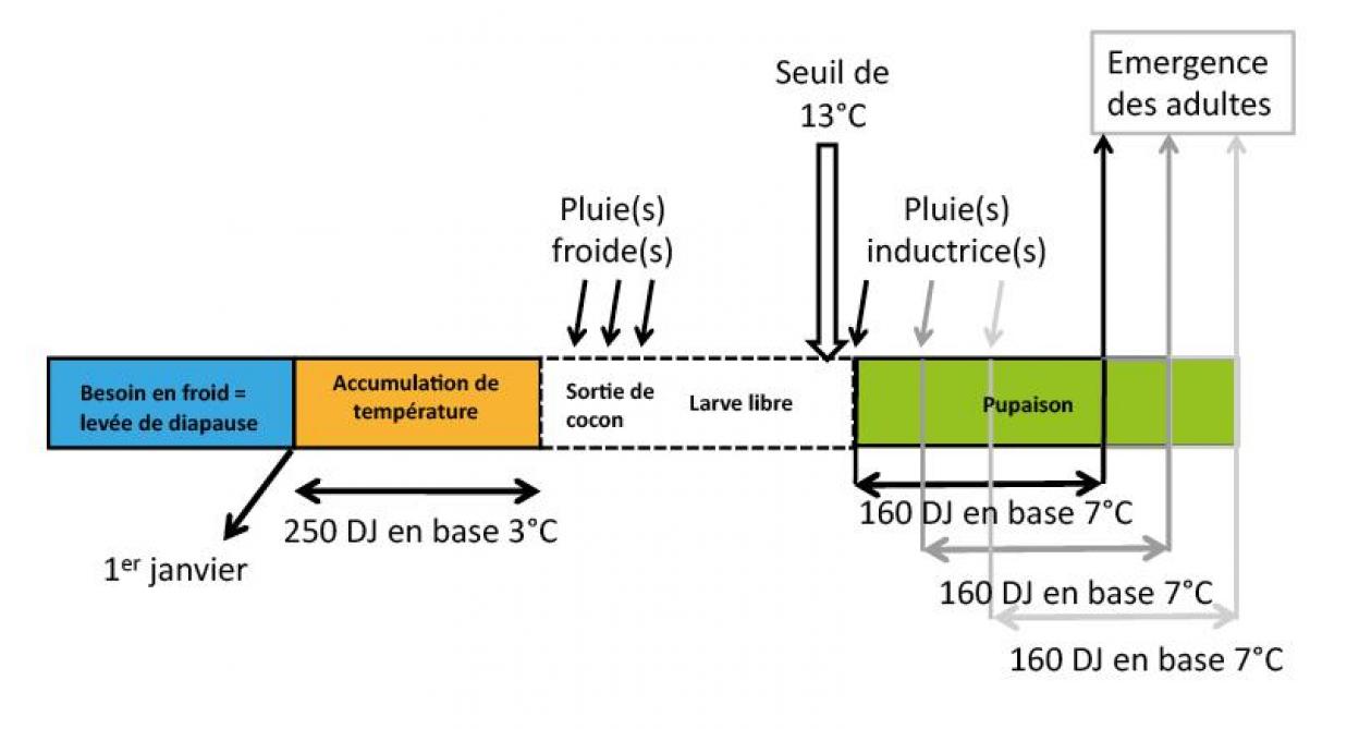 Le modèle prévisionnel des émergences se base sur les températures et les pluies. En hiver, les larves sont protégées dans leur cocon et ont besoin de basses températures pour lever la diapause (dormance). Au 1er janvier commence une première somme de températures suivie de pluies qui poussent les larves à sortir du cocon pour remonter en surface. Là, elles attendent une pluie chaude (avec une température supérieure à 13°C). La pupaison peut alors débuter et correspond à une deuxième accumulation de températures au terme de laquelle émergeront les adultes.