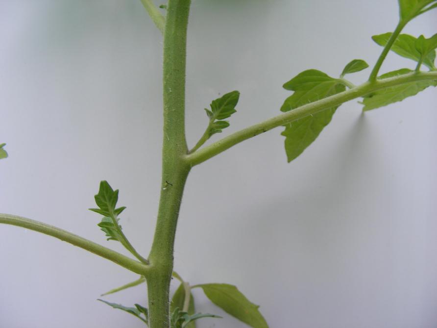 La taille consiste à enlever les pousses latérales qui se développent à l’aisselle des feuilles,  et ce dès qu’elles mesurent 3 à 5 cm de longueur.