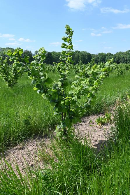 La forme idéale est dite en gobelet et se présente par un petit tronc de 50 cm et des branches formant «un vase vide» (sans branche dans le centre du noisetier).