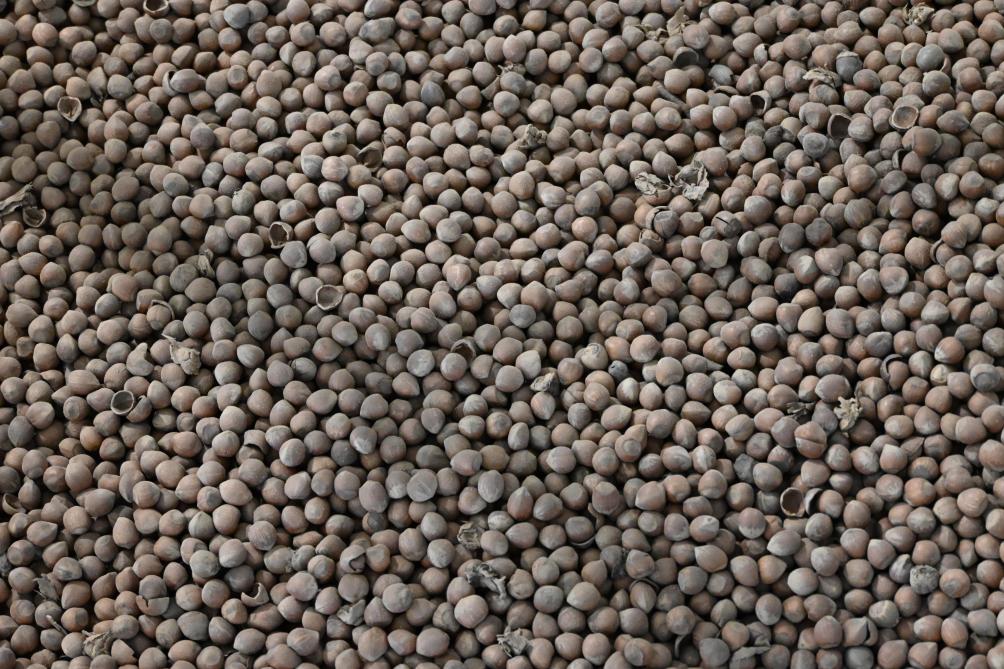 Quatre années sont nécessaires au noisetier avant la première récolte et la pleine production est seulement atteinte en septième année. Un verger peut produire durant environ 30 ans.