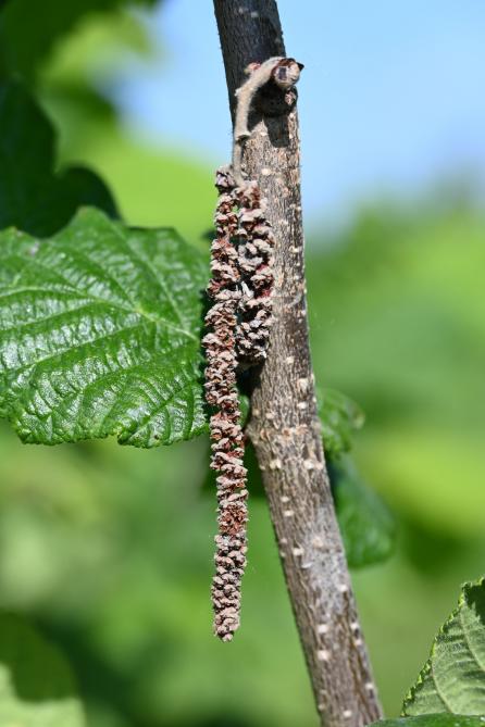 Le chaton est l’organe mâle du noisetier. Les variétés de noisetier sont incapables de s’auto-polliniser et doivent être associées entre elles pour accorder leur période de floraison.