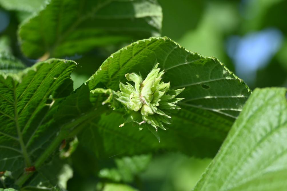 La Tonda Gentile, aussi appelé la ronde du Piémont est une noisette très qualitative. Sa composition grasse la rend adaptée à tous les usages, de la noisette en coque, en passant par la torréfaction ou encore pour la fabrication d’huile.