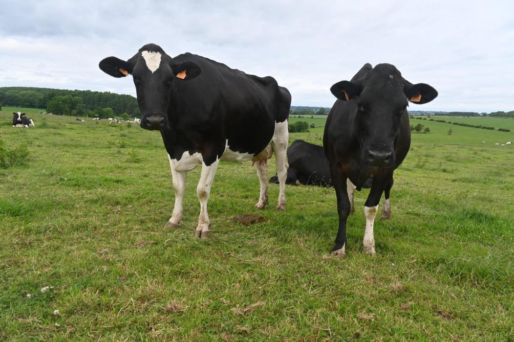 La ferme compte 400 bovins, dont deux tiers de Blanc Bleu Belge et un tiers de Holstein, auxquels se sont ajoutés les Bierwagyu.