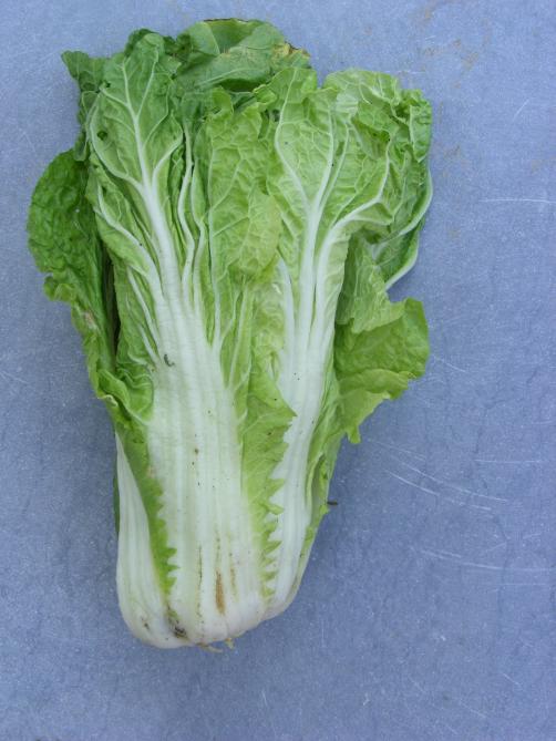 Le chou chinois du type Pak Choï  forme une pomme allongée et serrée.