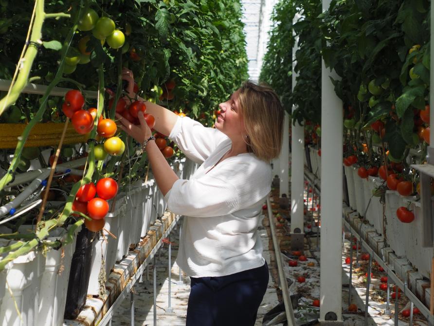 Les plants de tomates poussent dans  de grands bacs de matière organique  à base de fibres issues du digestat.