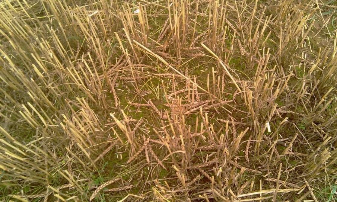 Les agriculteurs gaulois pratiquaient déjà une forme de sélection favorisant les épis cassants  pour faciliter l’utilisation du vallus. Pas étonnant donc que ce caractère cassant des cols  et des rachis soit encore présent chez certaines variétés modernes.