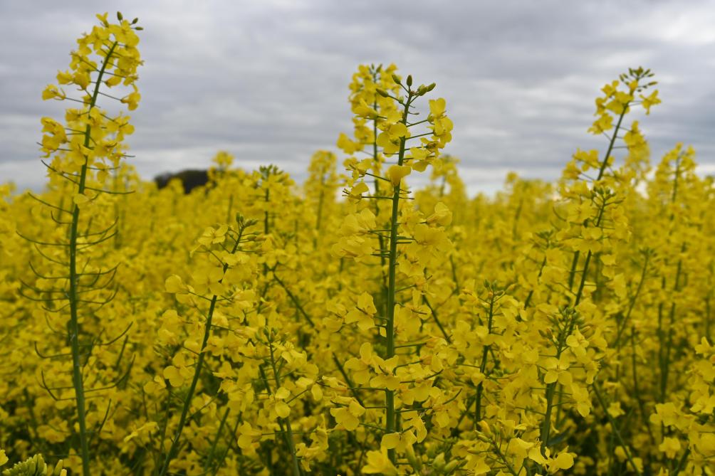 En saison, le Cepicop publie une série d’avertissements tous les mardis en céréales et en colza. Le but est de relayer aux agriculteurs les observations effectuées sur les parcelles du réseau. En collaboration avec différents acteurs  de terrain, comme le Cra-w et le Carah, ce réseau de parcelles est réparti sur toute la Wallonie.